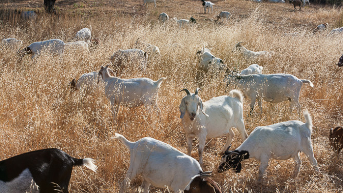 Goats-9647