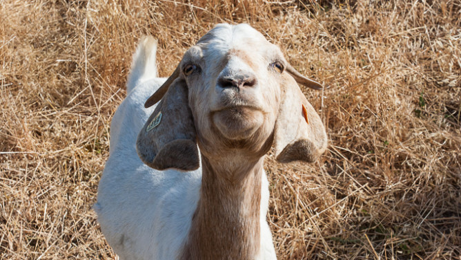 Goats-9662