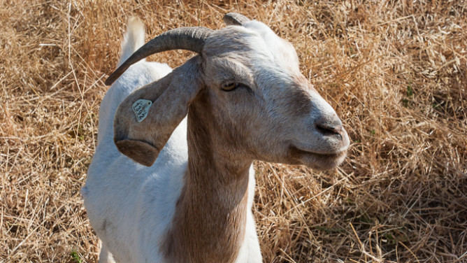 Goats-9665
