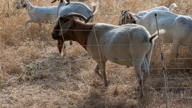 Goats-9670