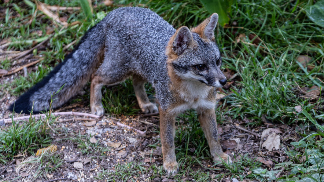 Thinking About a Fox Family and a Couple of Cougars | Steve Stern's ...