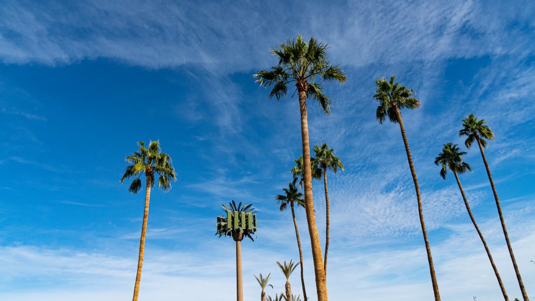 Palm Trees; Yuma, Arizona | Steve Stern's Fieldnotes from a Random Walk ...